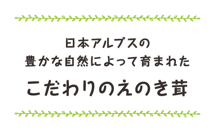 日本アルプスの豊かな自然によって生まれたこだわりのえのき茸